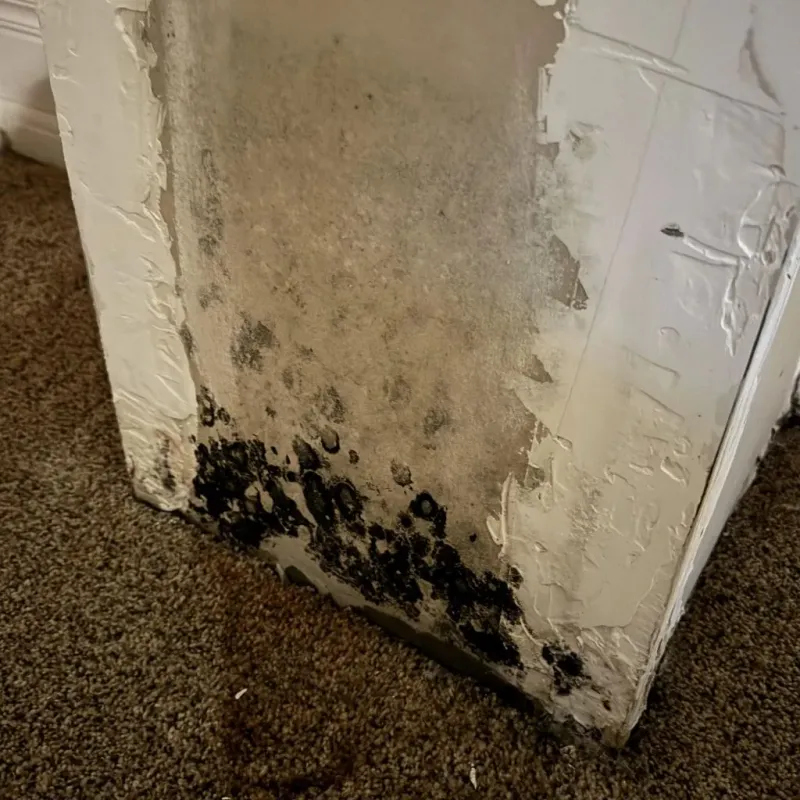 Professional Mold Removal in Crimora, VA